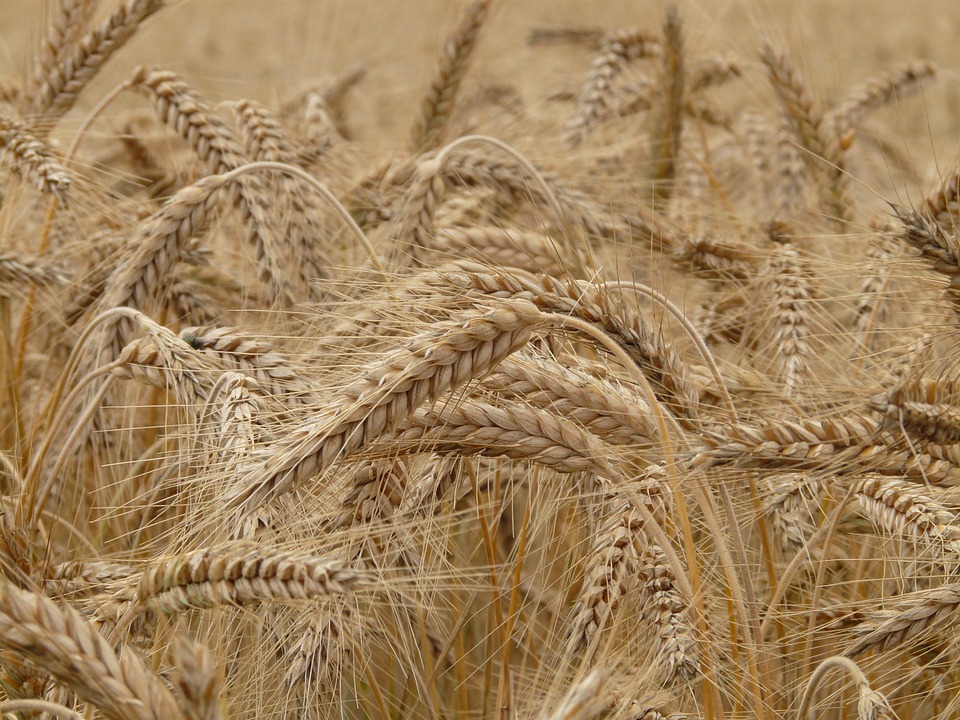 wheat-8762_960_720.jpg