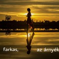 Farkas, az árnyékom