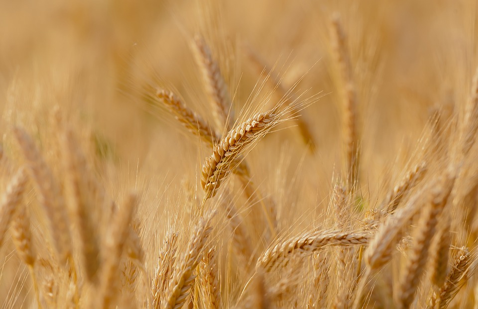 wheat-3241114_960_72_1.jpg