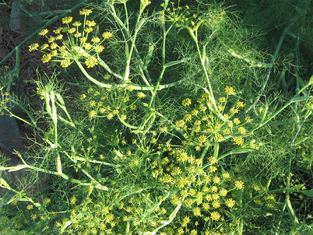 fennel_1024x768.jpg