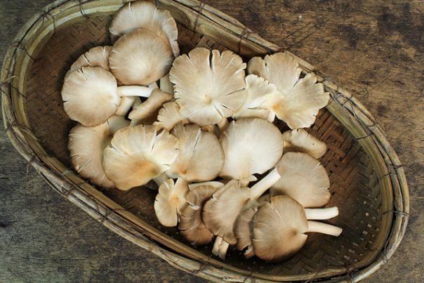 oyster-mushrooms-1-604x403.jpg