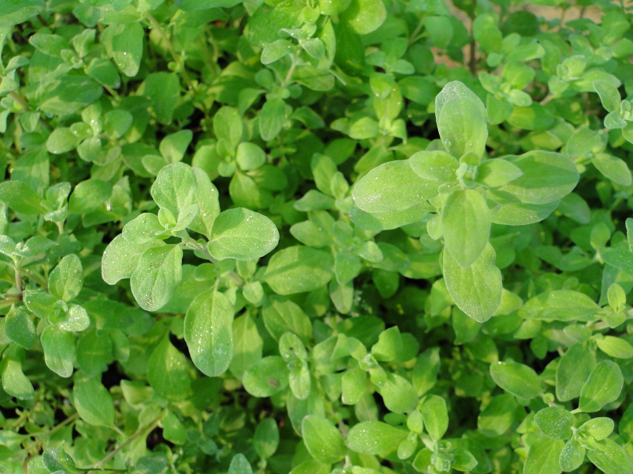 sweet-marjoram-_8-1.jpg