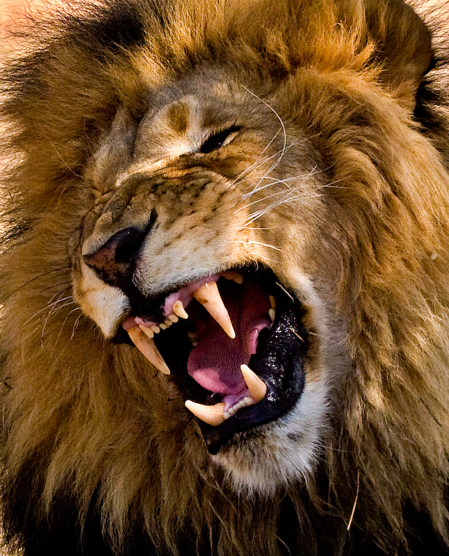 lion-yawn.jpg