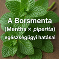 A Borsmenta (Mentha × piperita),egészségügyi hatásai
