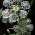 Csontvázvirág (Diphylleia grayi) jellemzői és gondozása