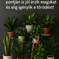 10 szobanövény, amelyek a lakás legárnyékosabb pontján is jól érzik magukat és alig igénylik a törődést!