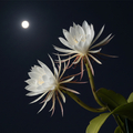 Éjszakai királynő (Epiphyllum oxypetalum) csak egyszer virágzik egy évben, éjfélkor.