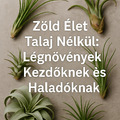 Zöld Élet Talaj Nélkül: Légnövények Kezdőknek és Haladóknak