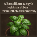 A Bazsalikom az egyik legkönnyebben termeszthető fűszernövény