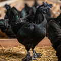 Az indonéz fekete csirke – Az Ayam Cemani titokzatos világa