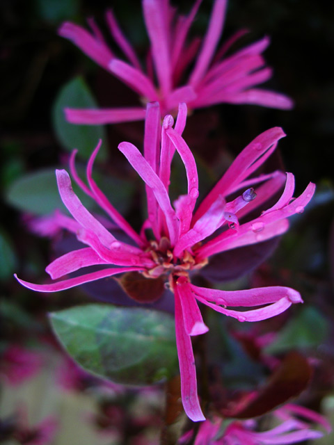 Loropetalum chinense – Kínai rojtosvirág teljes kertészeti útmutató