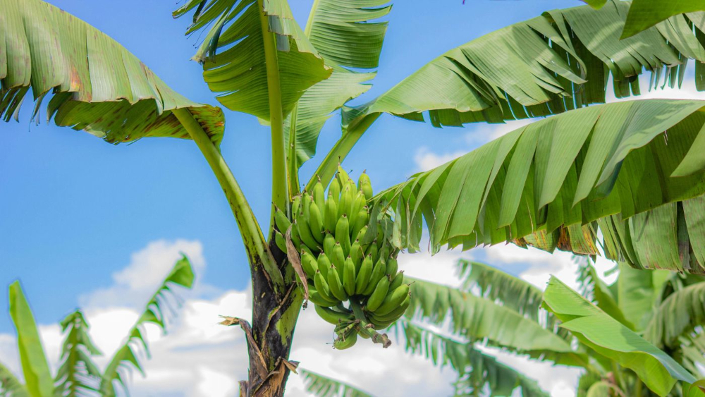 Jó ötlet a Magyarországi kertekben a banán?