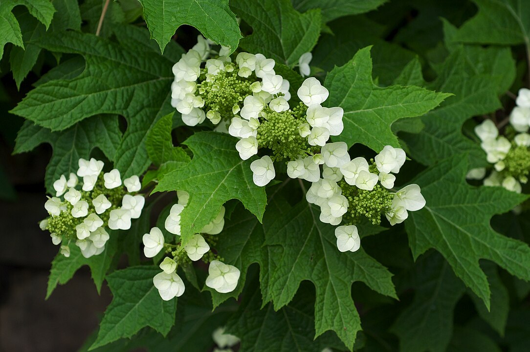 A tölgylevelű hortenzia (Hydrangea quercifolia) igazi különlegesség.