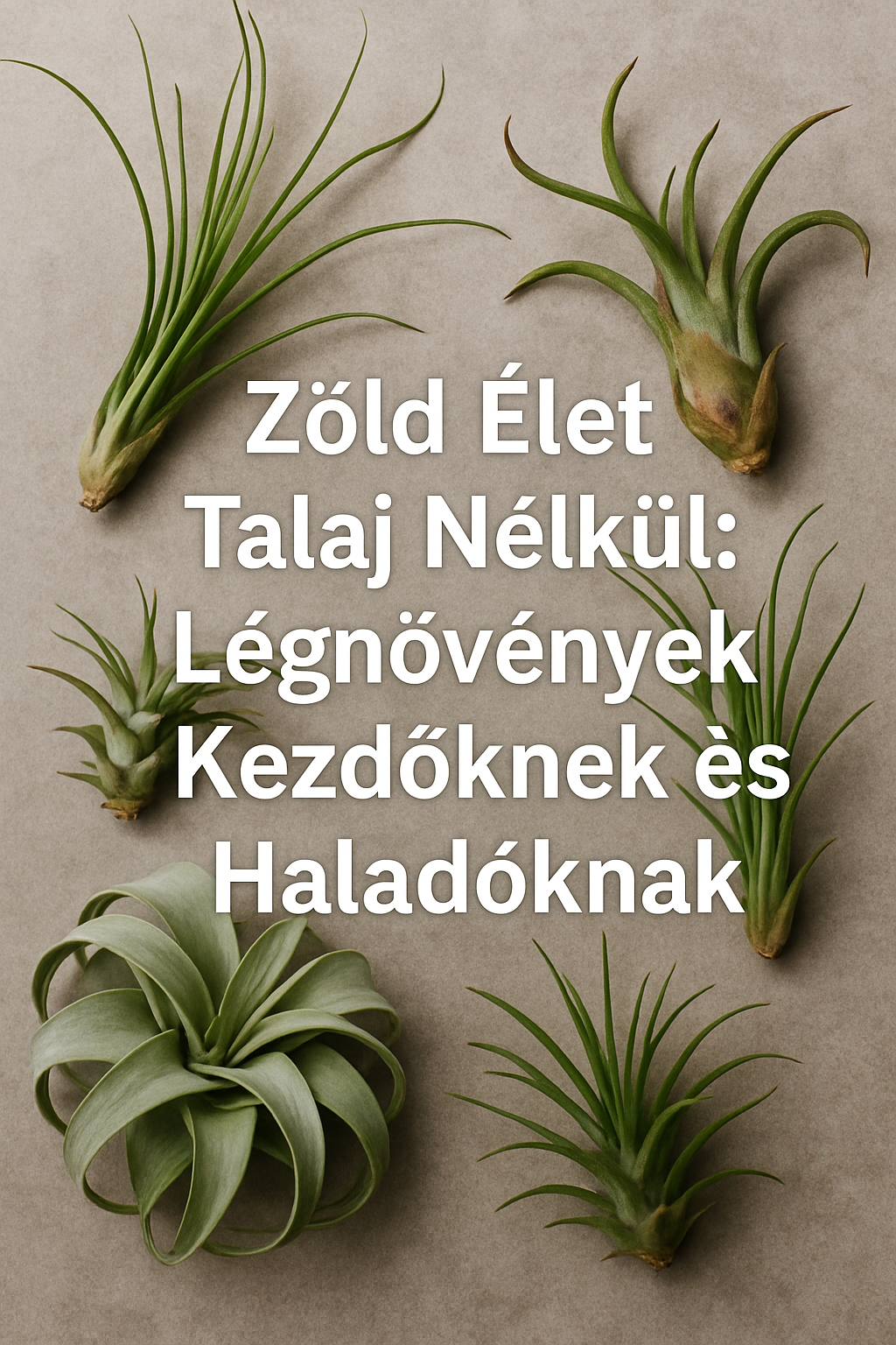 Zöld Élet Talaj Nélkül: Légnövények Kezdőknek és Haladóknak