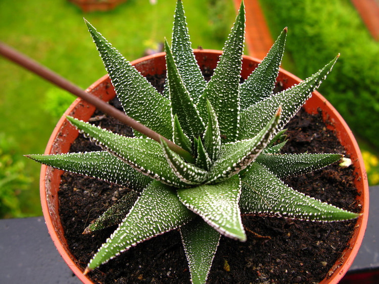 A gyöngyös szemölcsliliom (Haworthia margaritifera): Egy lenyűgöző növény története és származása