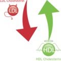A vérzsír, a koleszterin, WHO Szív- és érrendszeri megbetegedések rizikófaktorai  5. rész