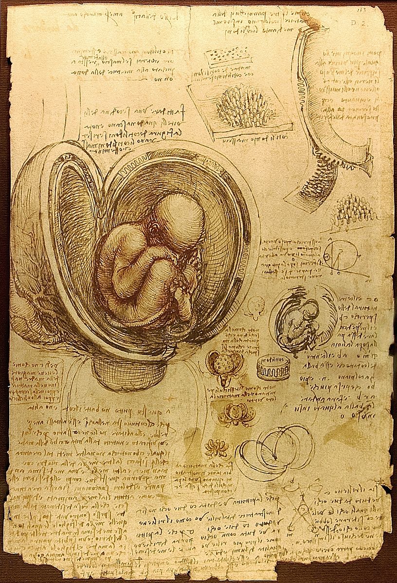 816px-da_vinci_studies_of_embryos_luc_viatour.jpg