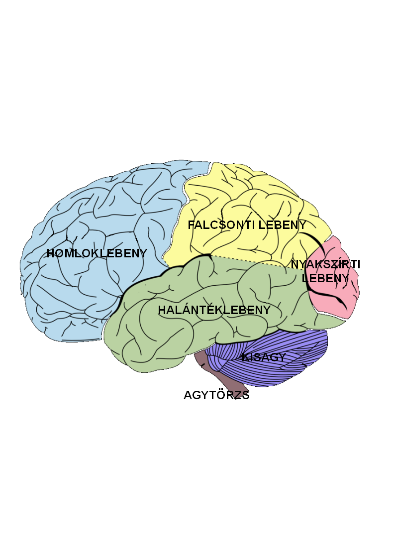 brain_diagram_hu.png