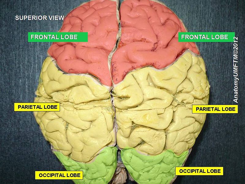 frontal lobe.JPG