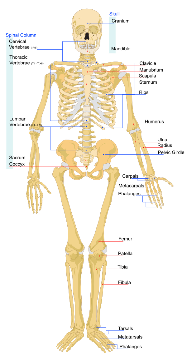 human_skeleton_front_en.jpg