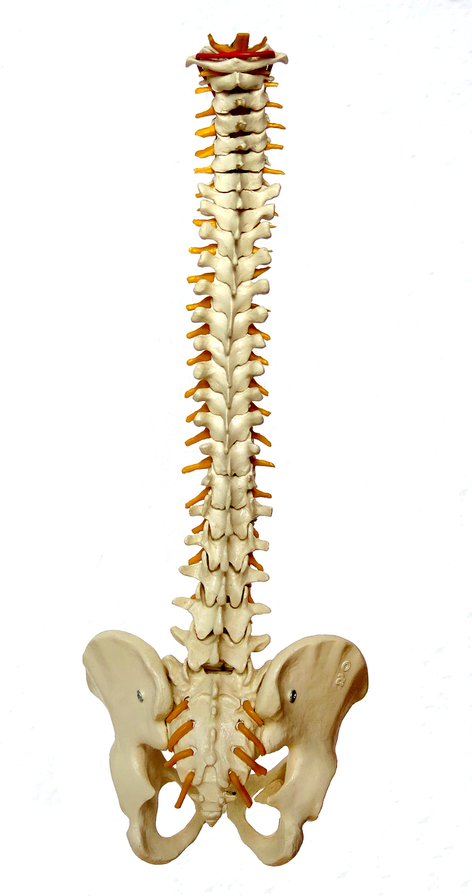 spine-957249_1280.png