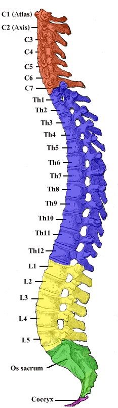 vertebral_column-coloured.png