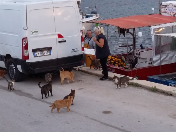 Megérkezett a halászhajó, a macskák abban a pillanatban rohantak a partra