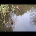 Chingford-i tó: egyik madár eteti a másikat