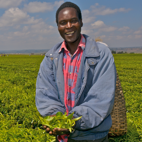 Adriano_picking_tea.jpg