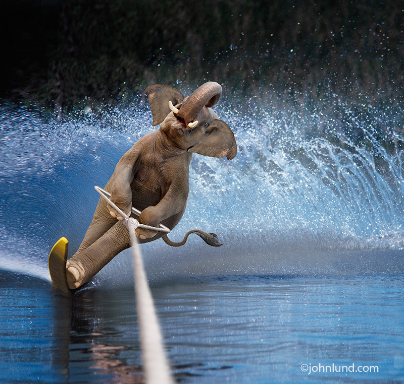 elephant-waterskiing.jpg