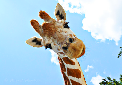 giraffe-smiling.png
