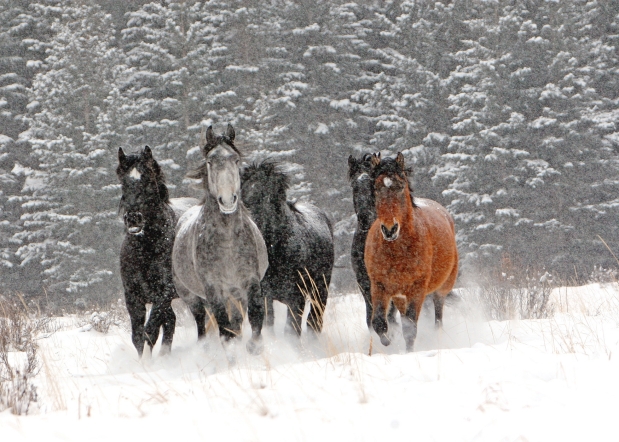 wild-horses.jpg