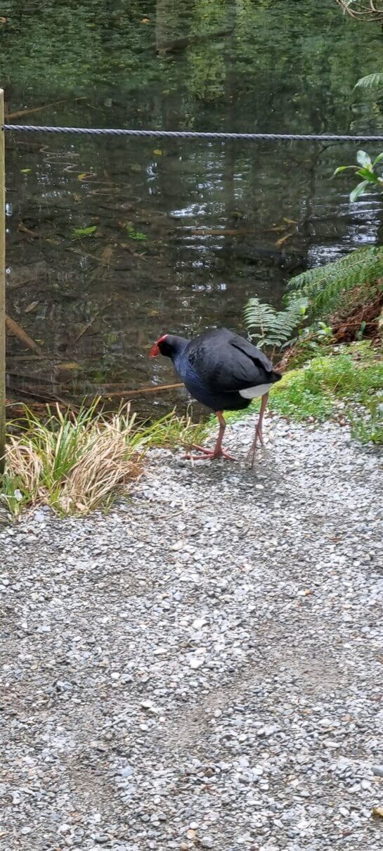 Takahē