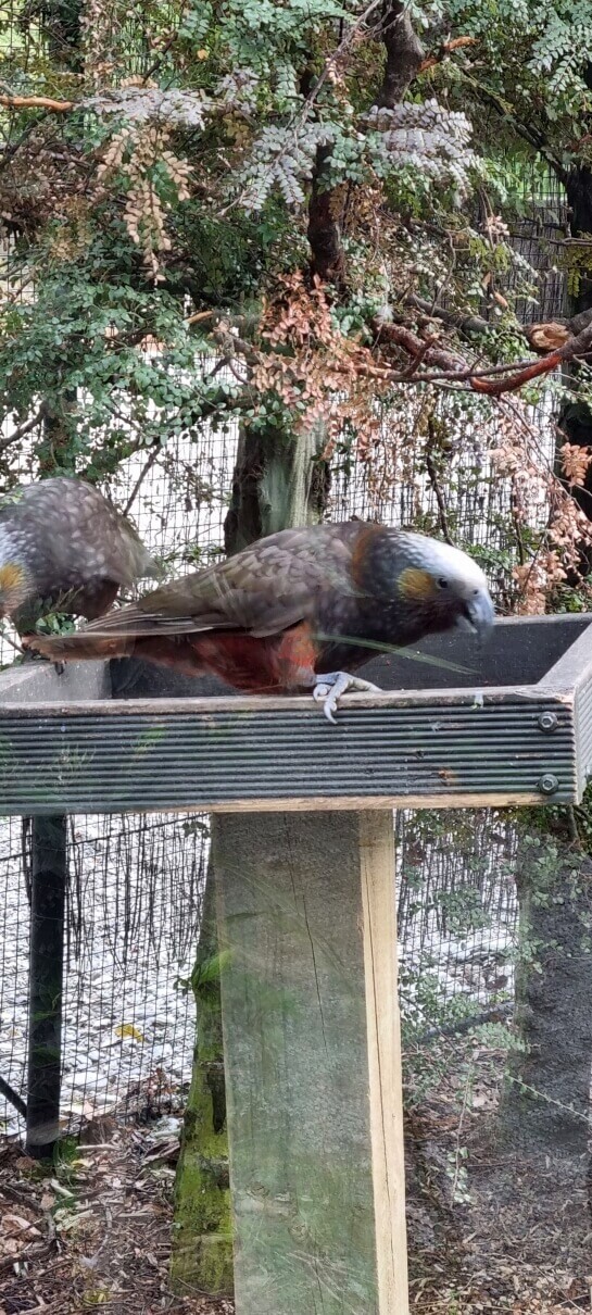 Kākā