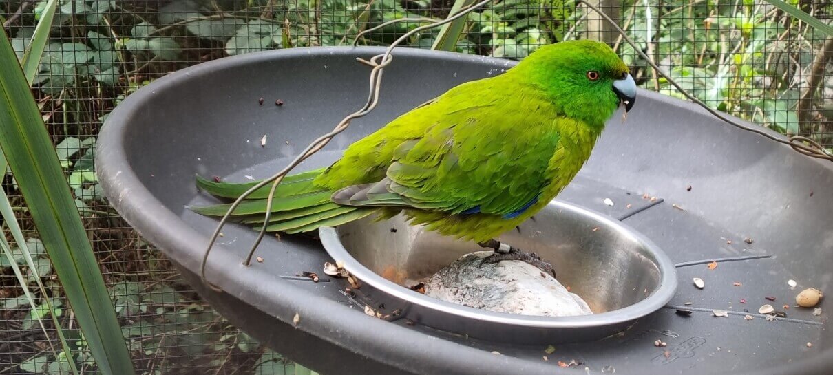 Antipodes island parakeet