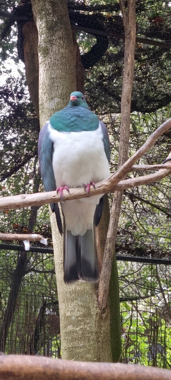 Kereru