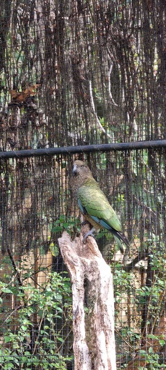 Kea