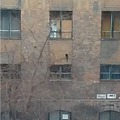 Cica a fán