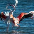 Táncoló és szerelmes flamingók a Nap szigetén