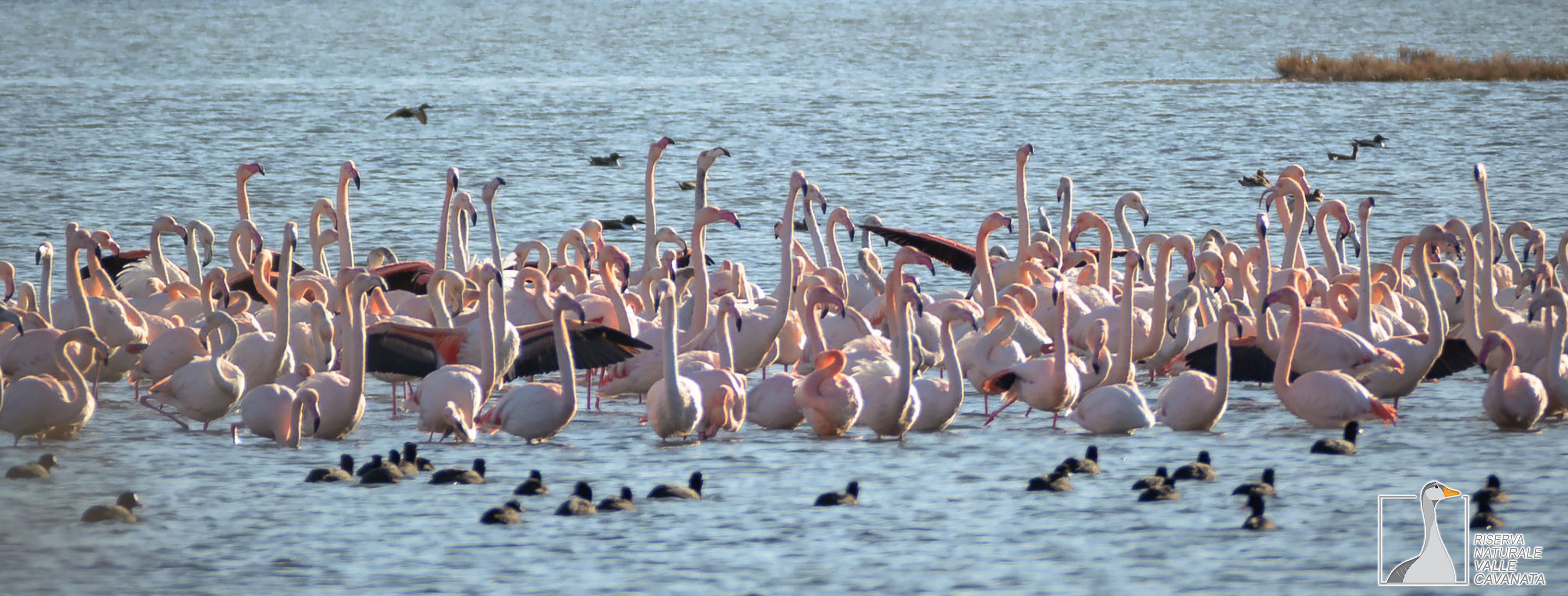 flamingok_3.jpg