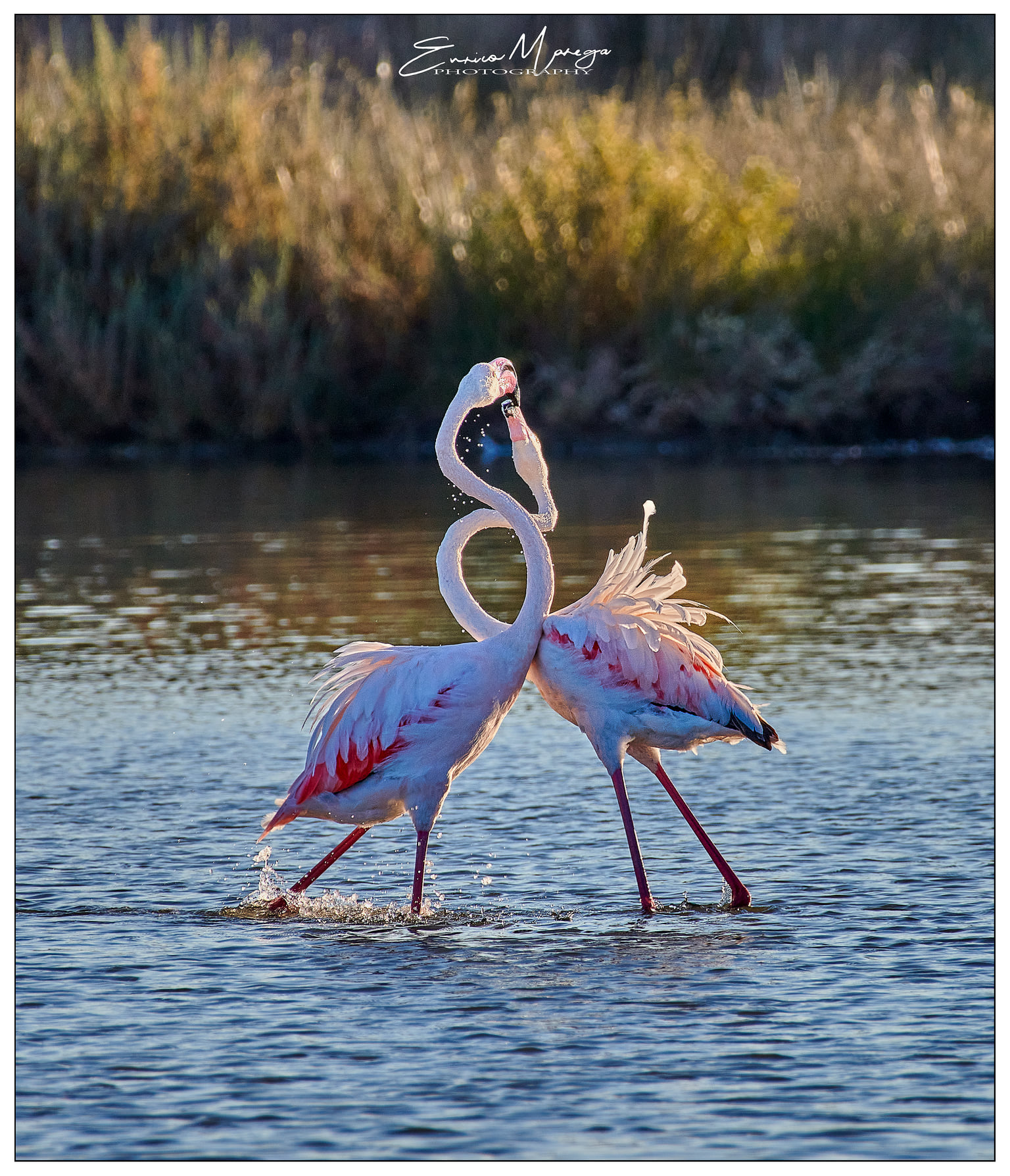 flamingok.jpg
