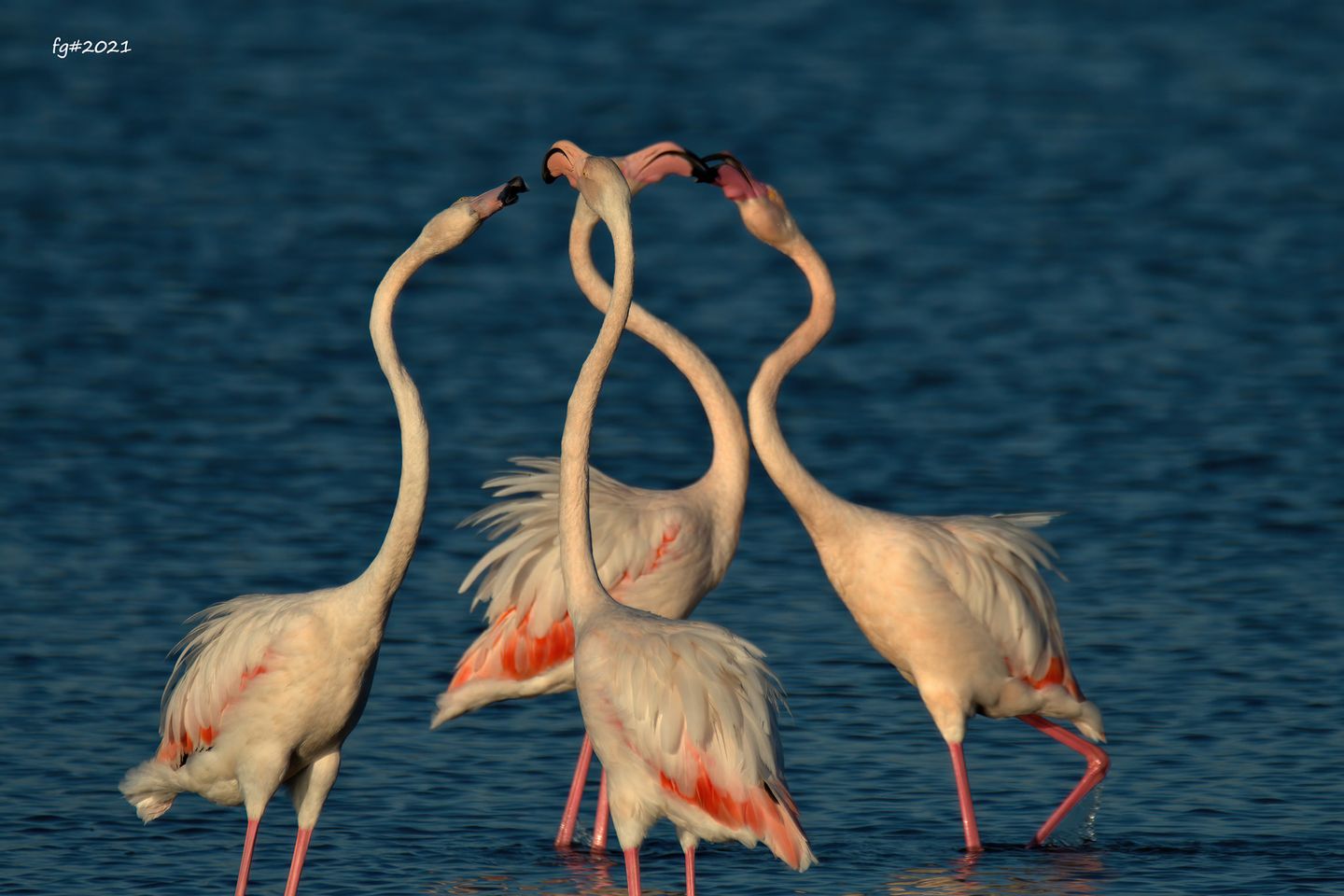 flamingok_fabio_gon.jpg
