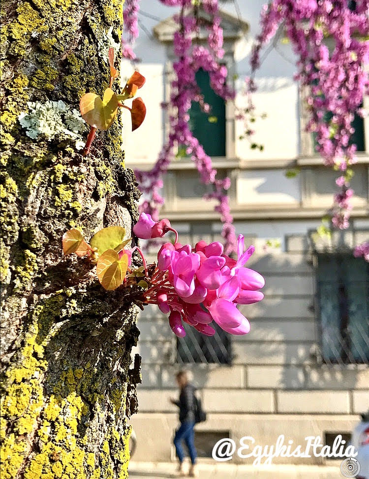 Tavasz, Udine, Észak-Olaszország