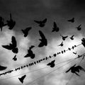 nemojano - Hajnali madarak