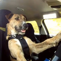 Kutyákat tanítanak vezetni