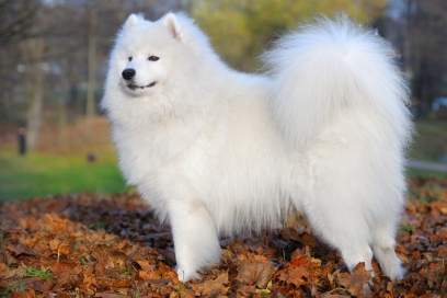 5978057samoyed.jpg