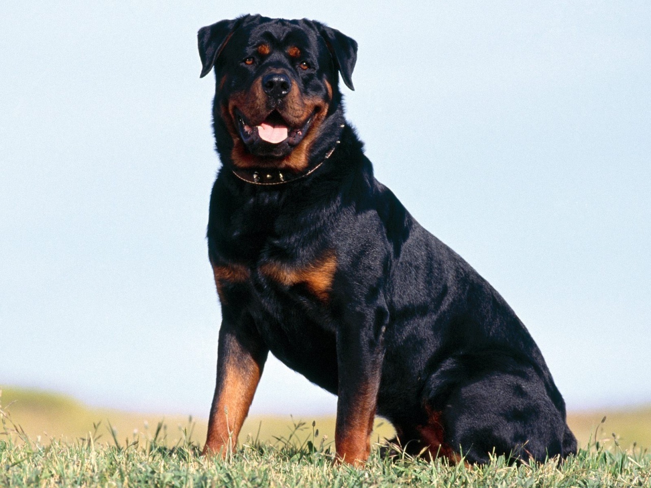 Beautiful-Rottweiler-rottweiler-13379022-1280-960.jpg