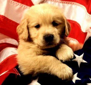 all-american-dog.jpg