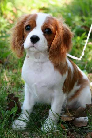 cavalier_king_charles_spaniel-13617.jpg