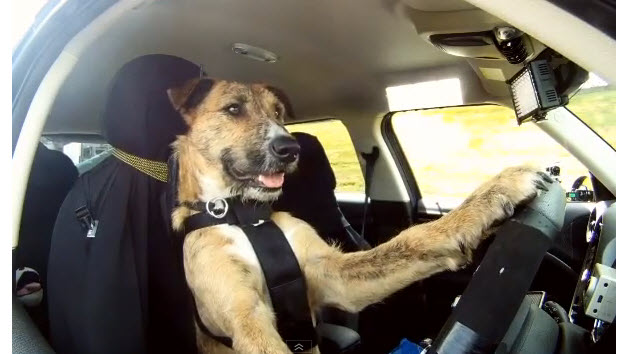 dog-driving.jpg